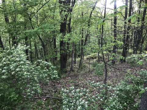 LOTS 41/42 WILD CHERRY Lane, Northumberland, PA 17857