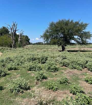 Tbd Tract 4 FM 316, Eustace, TX 75124