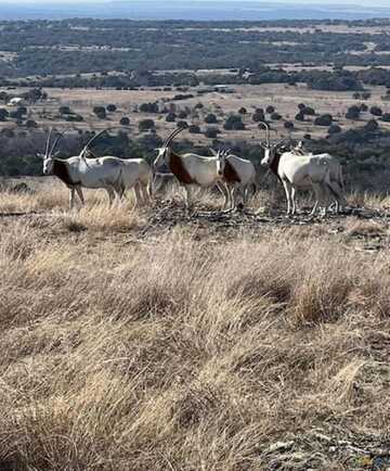 Lot 23 Cottonwood Mesa Drive, Kempner, TX 76539