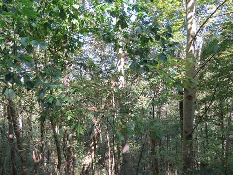 0.46 AC Lake View Drive, SMITHVILLE, TN 37166