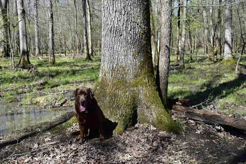 Forest Rd, Tull, AR 72015