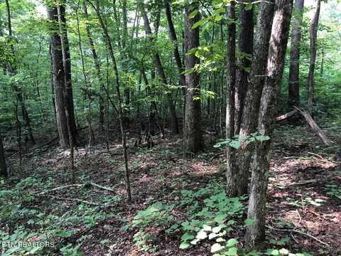 Tbd Jackson Hollow Rd, Thorn Hill, TN 37881