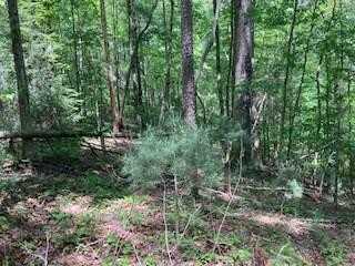 Lot 3760 Graham Court, Ellijay, GA 30540