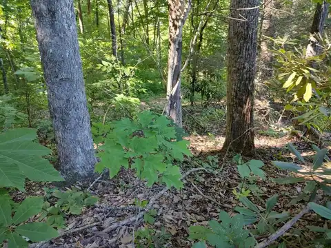 Lot 30 Sugar Mtn. Way, Pigeon Forge, TN 37863