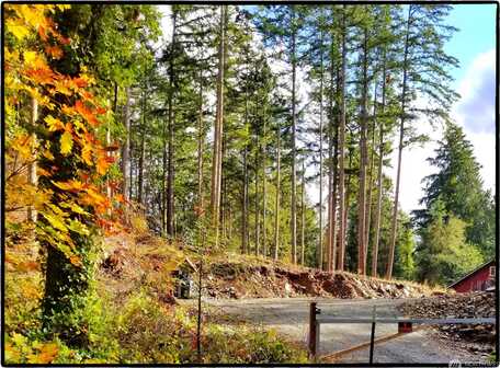 Lone Tree, La Conner, WA 98257