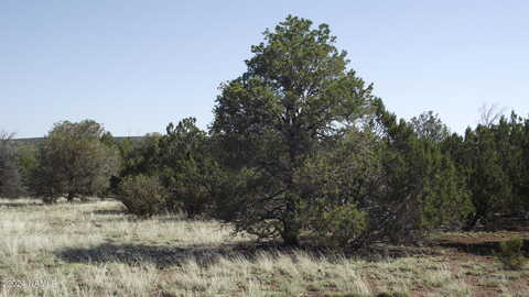 E Antler, # 546, Williams, AZ 86046