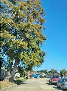 Kingbird, SAINT BERNARD, LA 70085