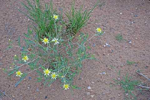 Lot 125 Rancho Rio Grande, Los Lunas, NM 87031