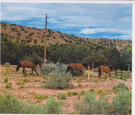 TRES AMIGOS, Placitas, NM 87043