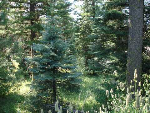 Lot 68 Aspen Ridge Lane, McCall, ID 83638