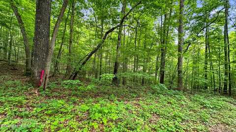 Lot 1 Graves Hollow Rd, Maynardville, TN 37807