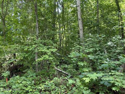 Pearl Ln lot 26 Lane, Maynardville, TN 37807