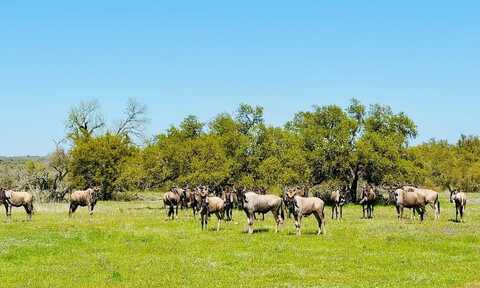 Fallow Dr, Harper, TX 78631