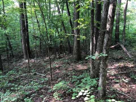 Tbd Jackson Hollow Road, Thorn Hill, TN 37881