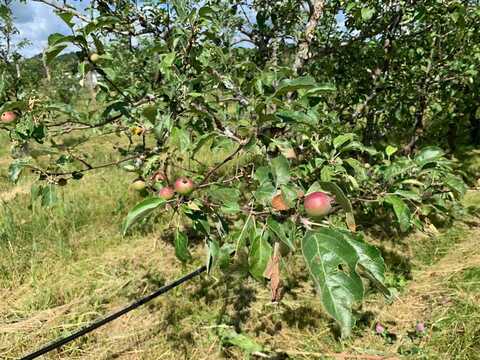 643 NYS Route 3, Pitcairn, NY 13648