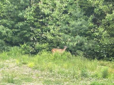 Lot 60 Blackcat Mountain Road, Poland, ME 04274