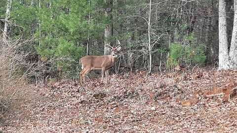 Lot B8 Bent Wood Lane, Blue Ridge, GA 30513