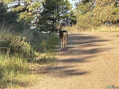 Lot 117 Paradise Valley Drive, Timberon, NM 88350