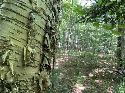 0 Fall Brook Road, Wheelock, VT 05851