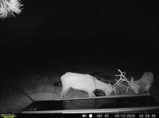 TBD, Roundup, MT 59072