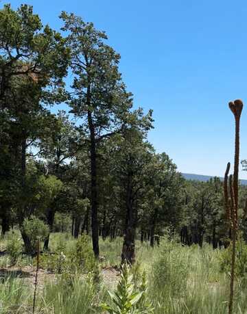 Lot 26 Birds of a Feather, Pecos, NM 87552