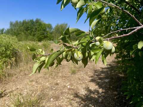 Tbd N Kiowa Rd, Questa, NM 87556