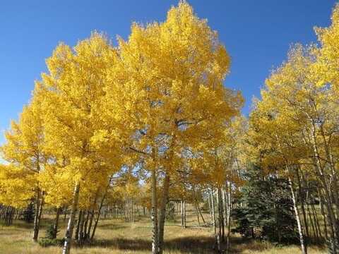 Tbd Beaver Loop Lot 150, Angel Fire, NM 87710