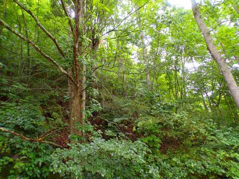 Tbd Tiger Creek Road, Roan Mountain, TN 37687