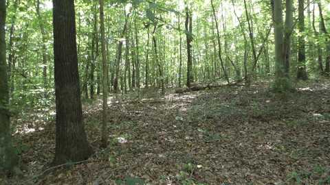 75.54ac Denton Rd, Moss, TN 38575