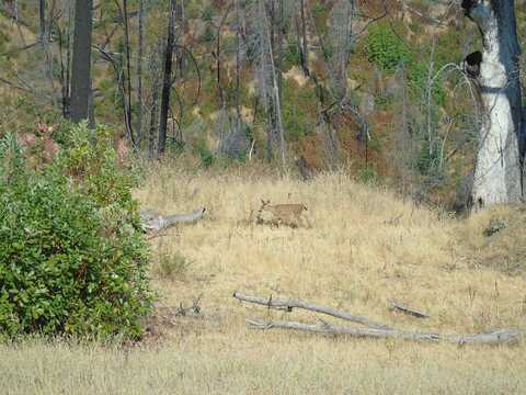 000 XX Cherry Maple Rd, Horse Creek, CA 96045