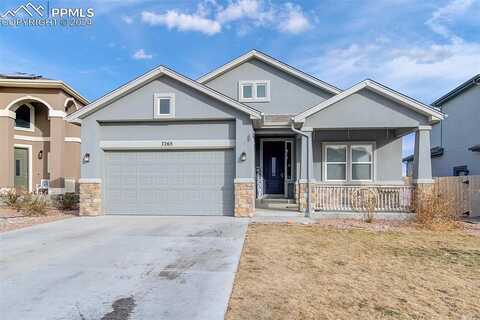 Alpine Daisy, COLORADO SPRINGS, CO 80925