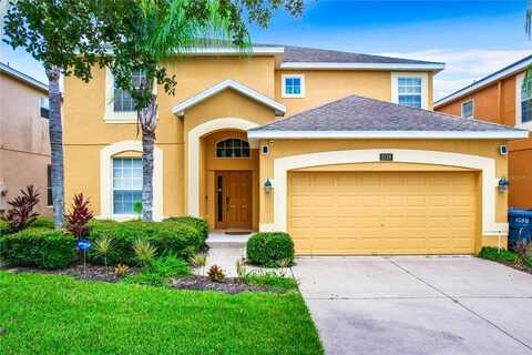 Orange Cosmos, DAVENPORT, FL 33837