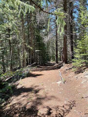 Lupine, BLACK HAWK, CO 80422