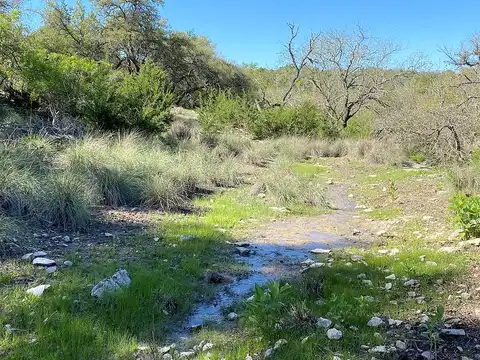 Deer, FREDERICKSBURG, TX 78624