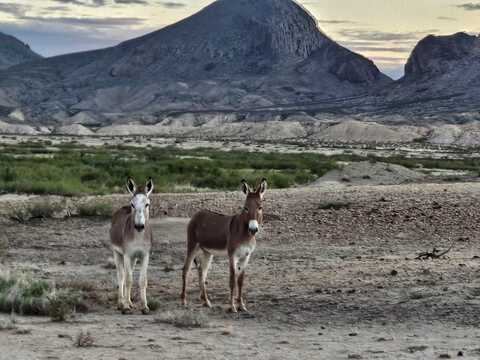 112 Victoria Dr., Terlingua, TX 79852