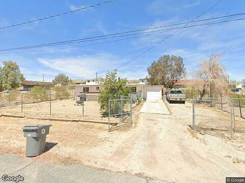 Aster, JOSHUA TREE, CA 92252