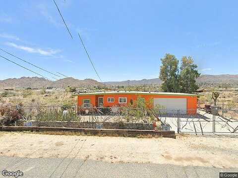 Aster, JOSHUA TREE, CA 92252