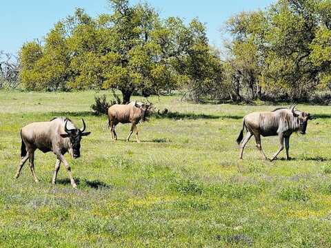 Fallow Dr, Harper, TX 78631