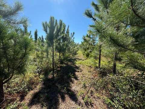 Lot 2 50th Ave, Bell, FL 32619