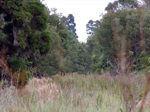 GLENWOOD RD, MOUNTAIN VIEW, HI 96785