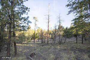 County Rd 2074 Road 57, Alpine, AZ 85920