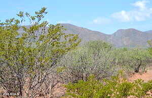 Easy Acres -- -, Bisbee, AZ 85603