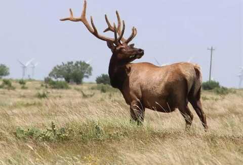 562 County Road 173, Sweetwater, TX 79556