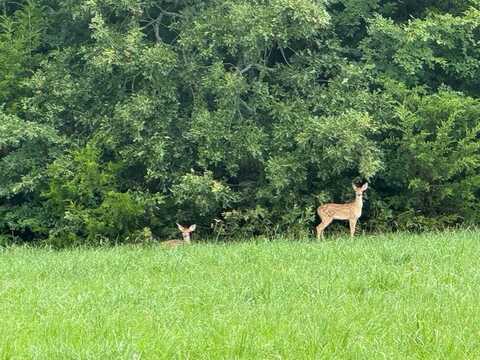 Lot 74 Spout Springs Road, Pottsboro, TX 75076