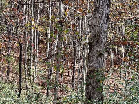 Lower Rockwood Rd Lot 19, Rockwood, TN 37854