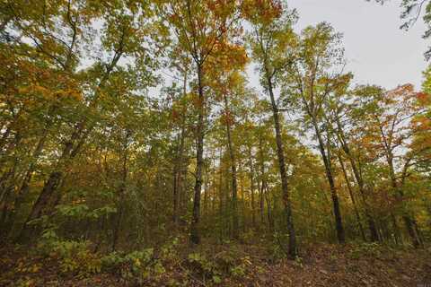 3.49 acres Banner Loop Road, Shirley, AR 72153