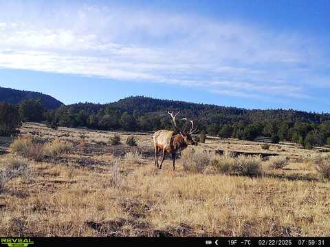 000 Forest Road 19, Quemado, NM 88061