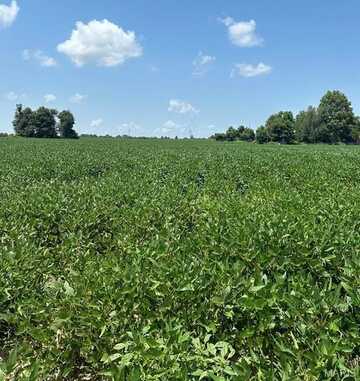 0 Highway 62, Campbell, MO 63933