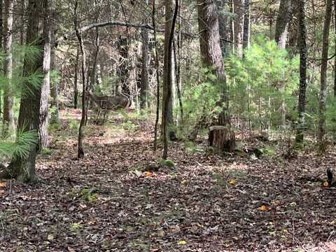 Asbury Trace, Lewisburg, WV 24910