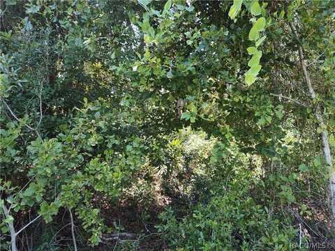 NE 65th Court, Citra, FL 32113